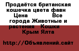 Продаётся британская кошечка цвета фавн › Цена ­ 10 000 - Все города Животные и растения » Кошки   . Крым,Ялта